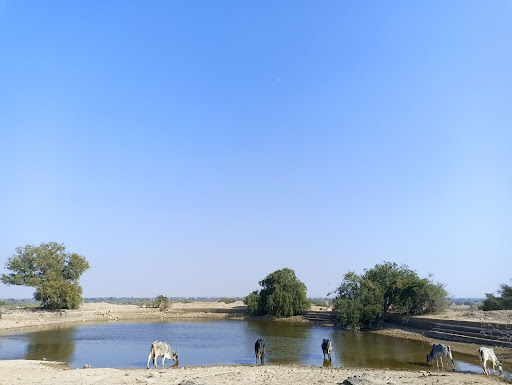 Groves for the Divine: Sanctity and solace in Orans of Rajasthan